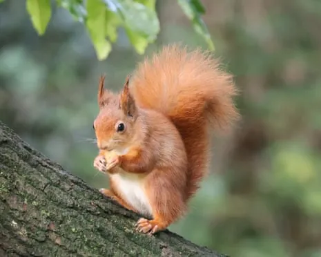 Native Red Squirrels Thriving on the Island with Potential to Almost Increase Twofold, Study Shows